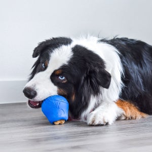 Nylabone NUBZ Treat N' Chew Dog Toy Variety Pack, 3-count