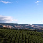 The Fruit Company Grand 12-Box Tower