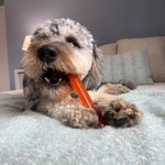 Nylabone Fun and Flexi Dog Toys, 3-count